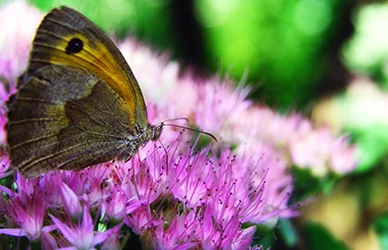 gli obiettivi fotografici