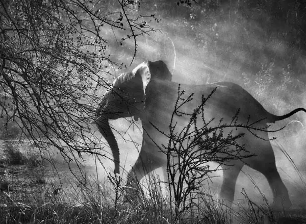 genesi_sebastiao_salgado