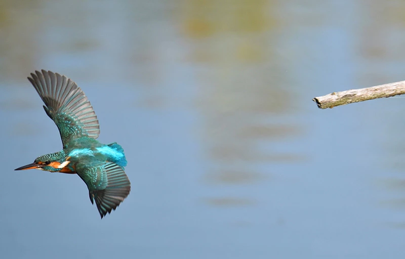 la ghiera delle modalità di scatto