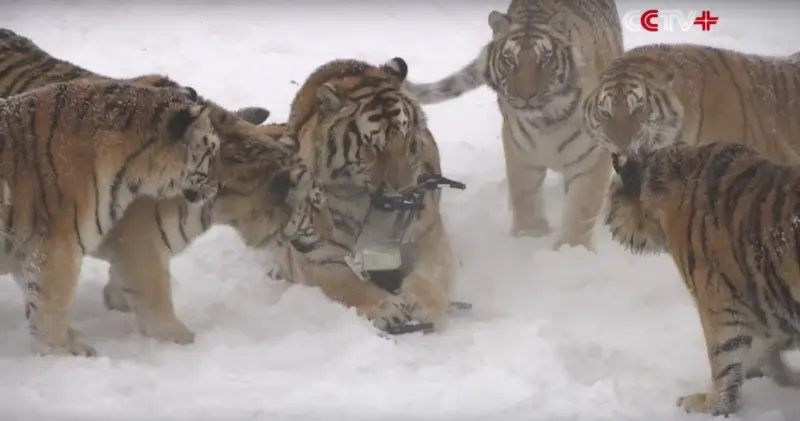 Tigri siberiane catturano e distruggono un drone