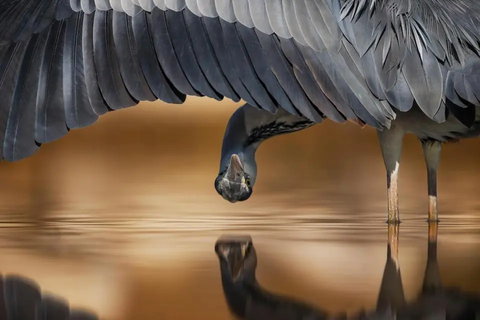 Bird Photographer of the Year 2017