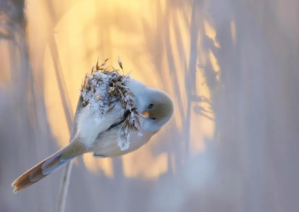 Bird Photographer Of The Year 2017