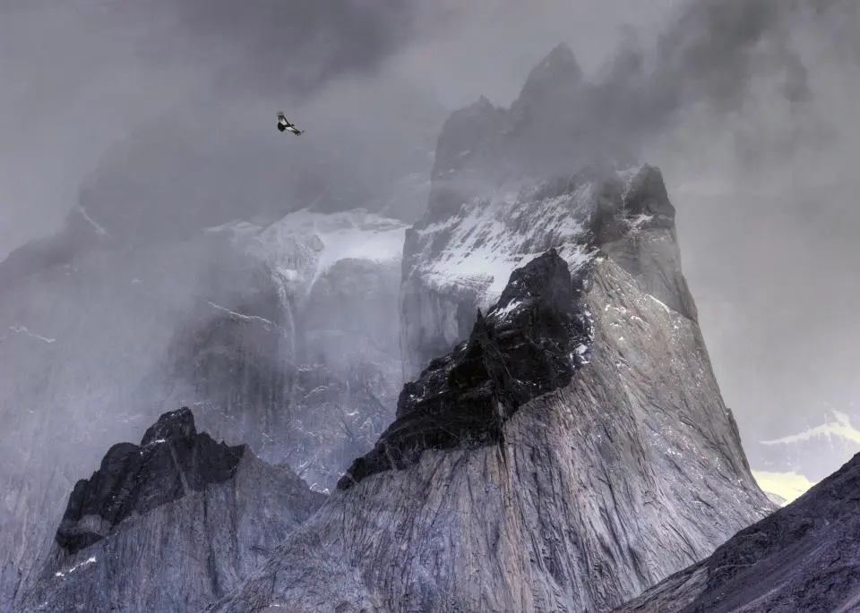 Bird Photographer of the Year 2017