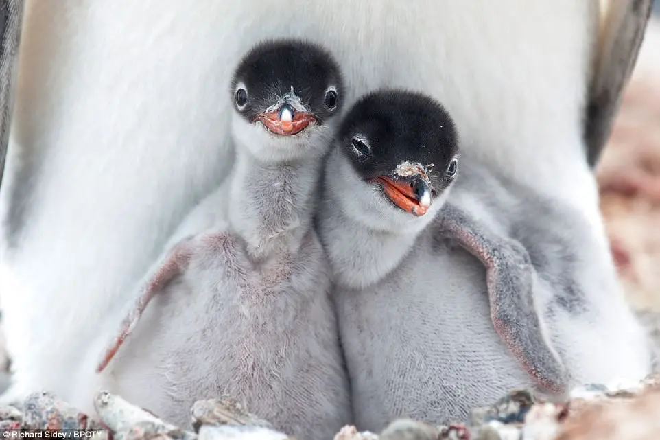 Bird Photographer of the Year 2017