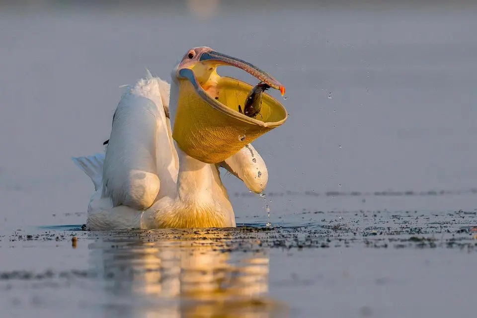 Bird Photographer of the Year 2017