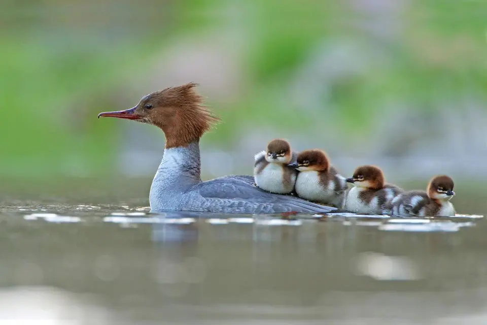 Bird Photographer of the Year 2017