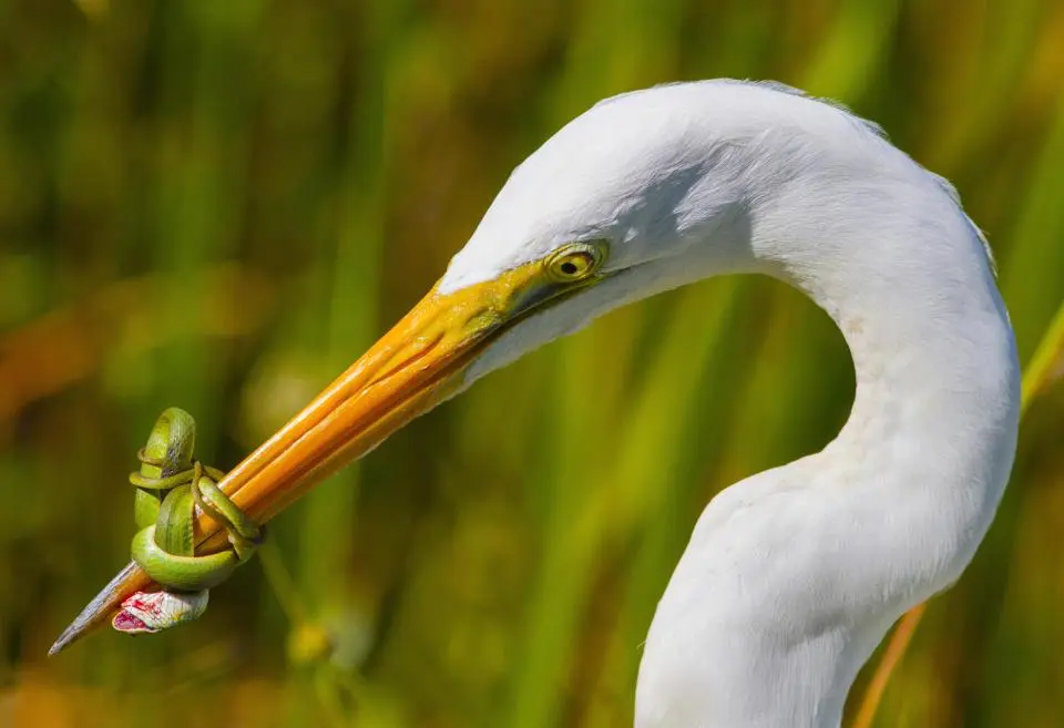 Bird Photographer of the Year 2017