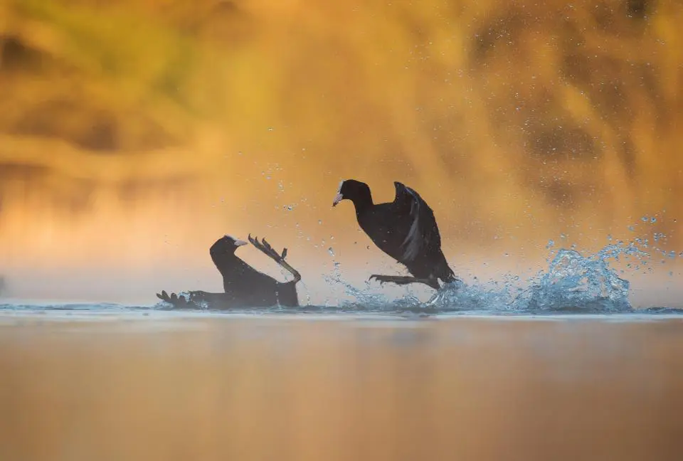 Bird Photographer of the Year 2017