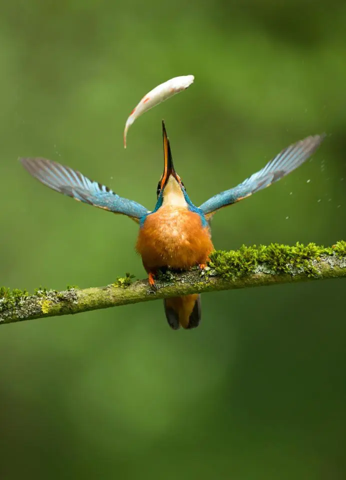  Bird Photographer of the Year 2017