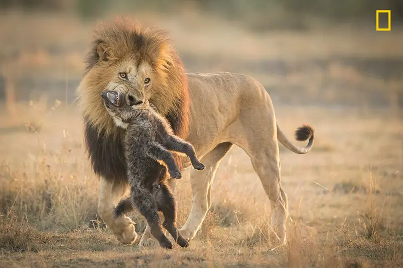 Nature Photographer of the Year 2017