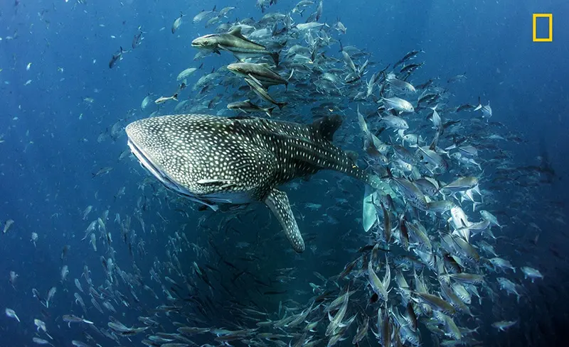 Nature Photographer of the Year 2017