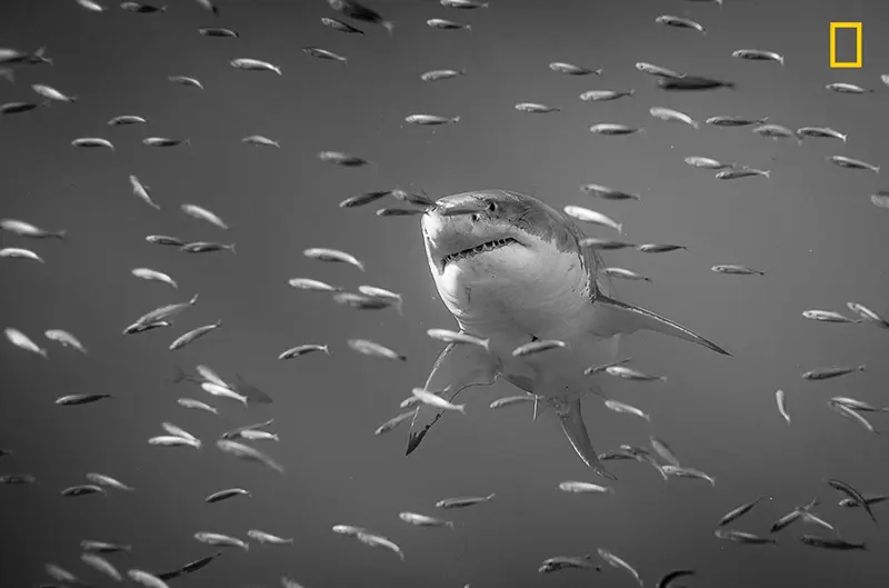 Nature Photographer of the Year 2017