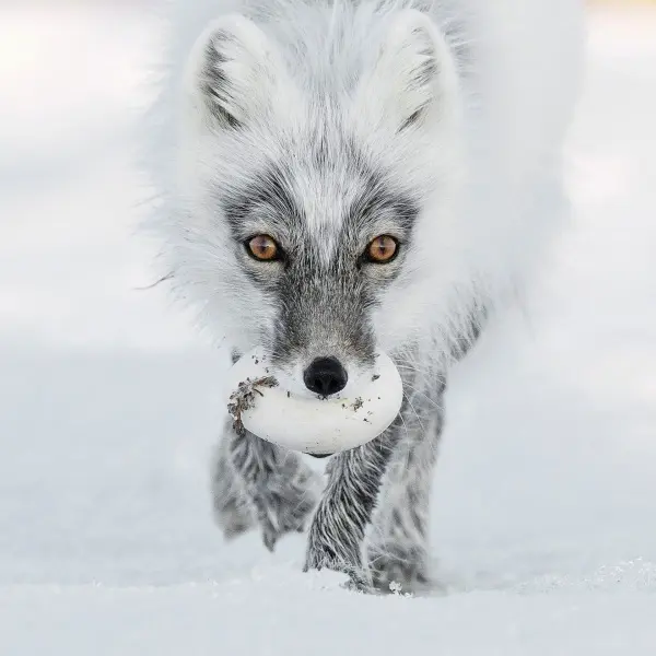 Wildlife Photographer of the Year 2017