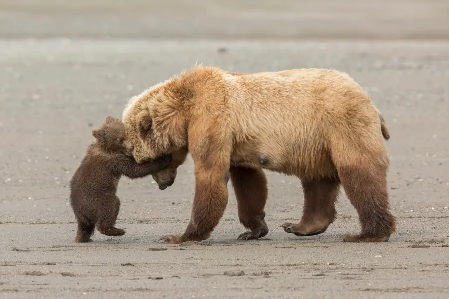 Wildlife Photographer of the Year 2017