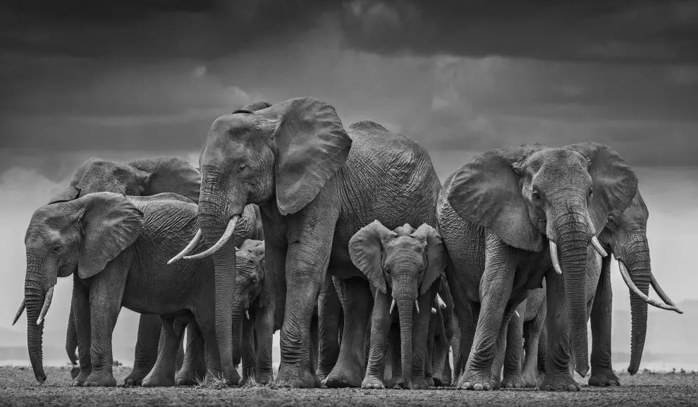 La natura selvaggia di David Yarrow