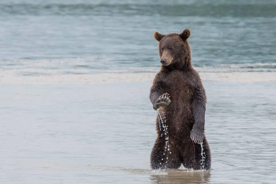 Comedy Wildlife Photography Awards