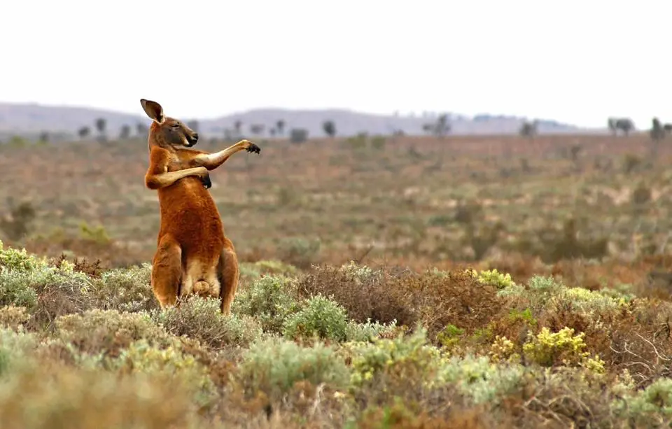 Comedy Wildlife Photography Awards