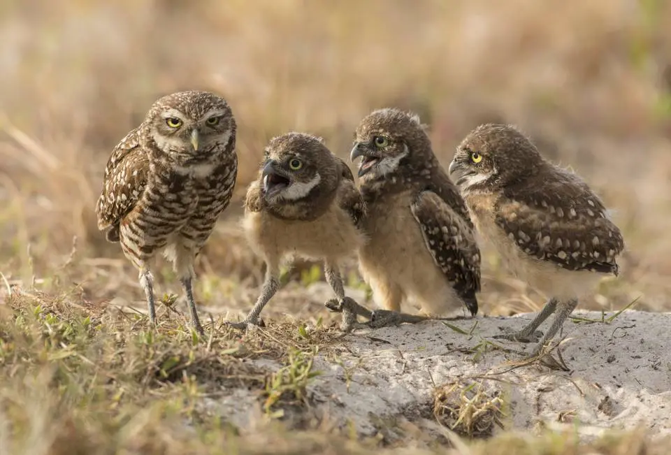 Comedy Wildlife Photography Awards