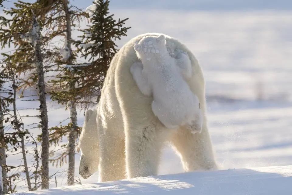 Comedy Wildlife Photography Awards