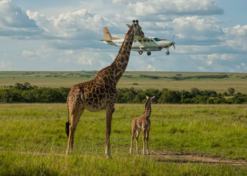 Comedy Wildlife Photography Awards