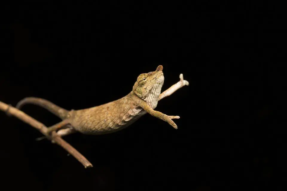 Comedy Wildlife Photography Awards