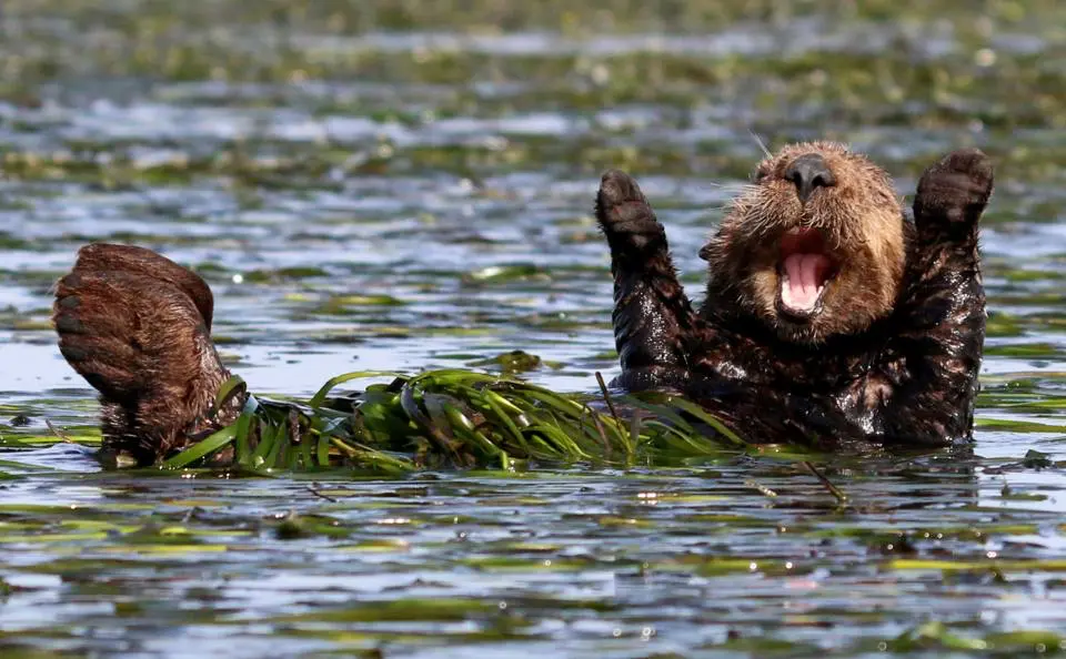 Comedy Wildlife Photography Awards