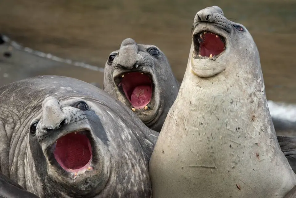 Comedy Wildlife Photography Awards