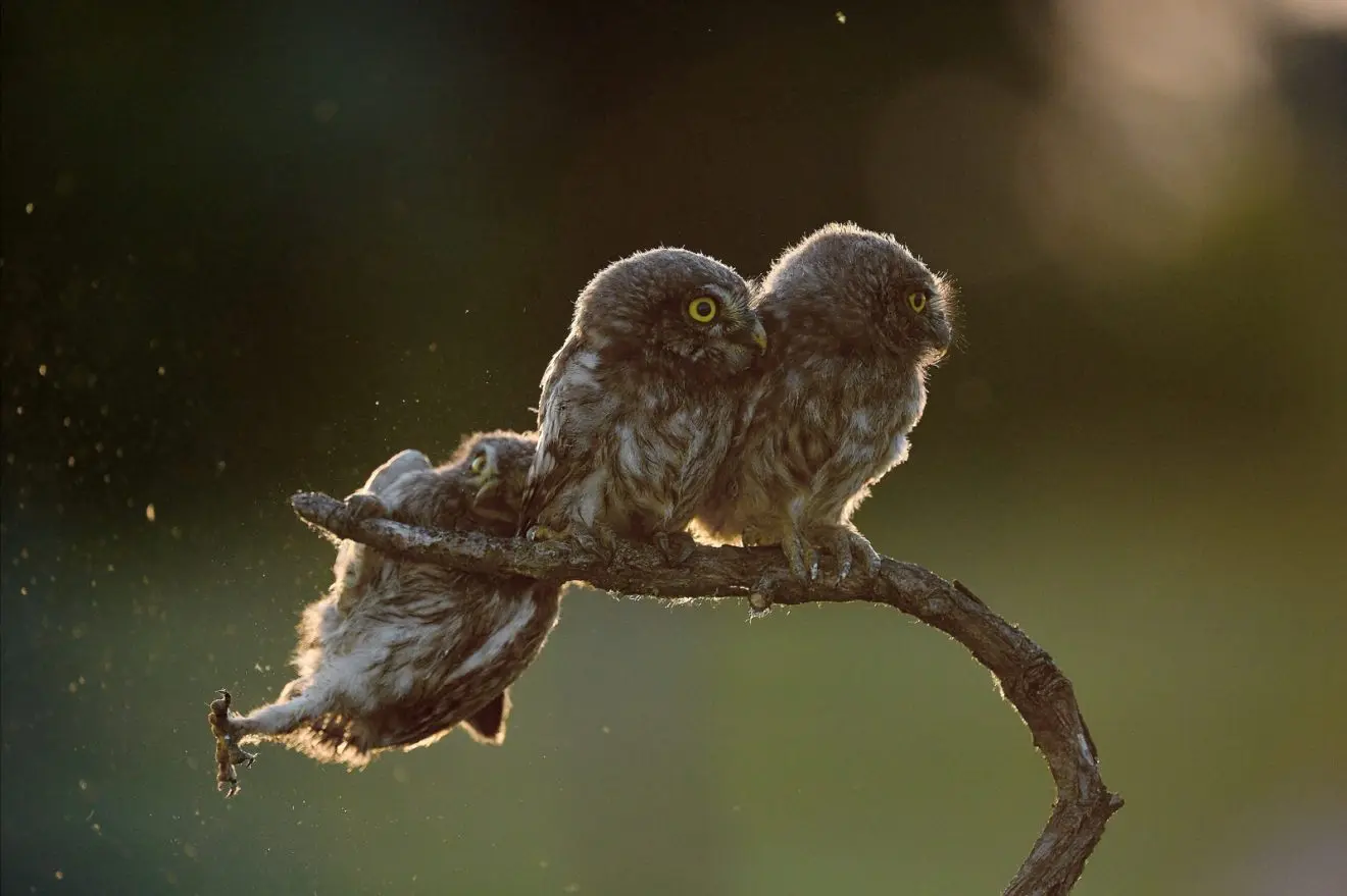 Comedy Wildlife Photography Awards