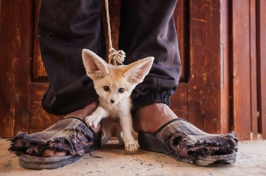 commercio illegale di animali