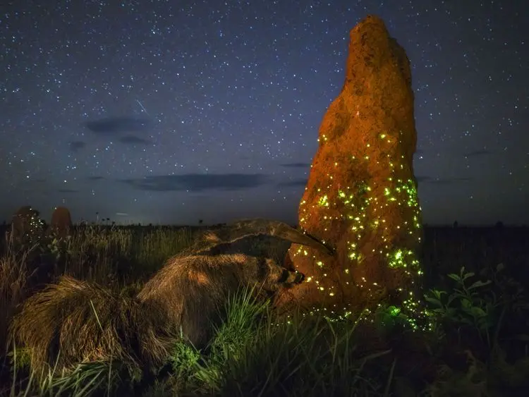 Vince il Wildlife Photographer of the Year con un formichiere imbalsamato!