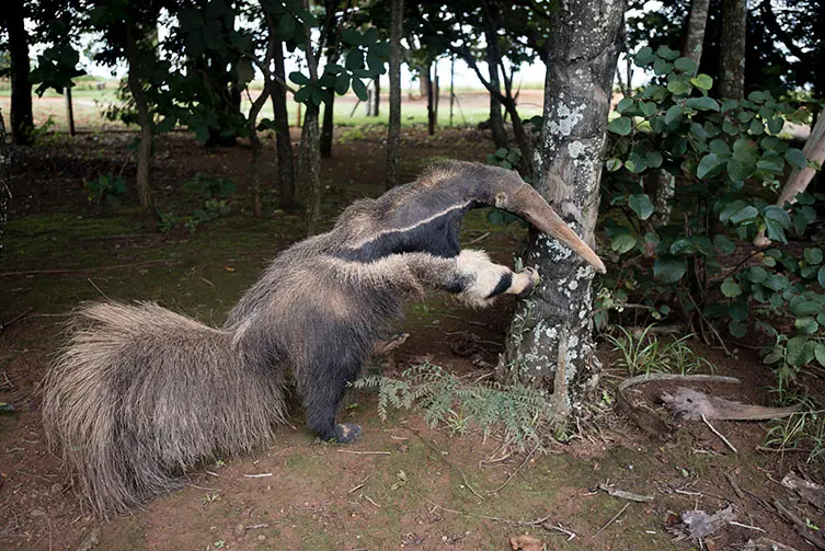 Wildlife Photographer of the Year