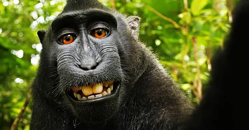 Selfie del macaco: i diritti del suo selfie non gli appartengono!