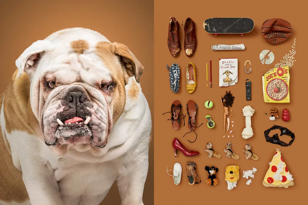 A dog's life: dimmi che oggetti usi e ti dirò che cane sei!