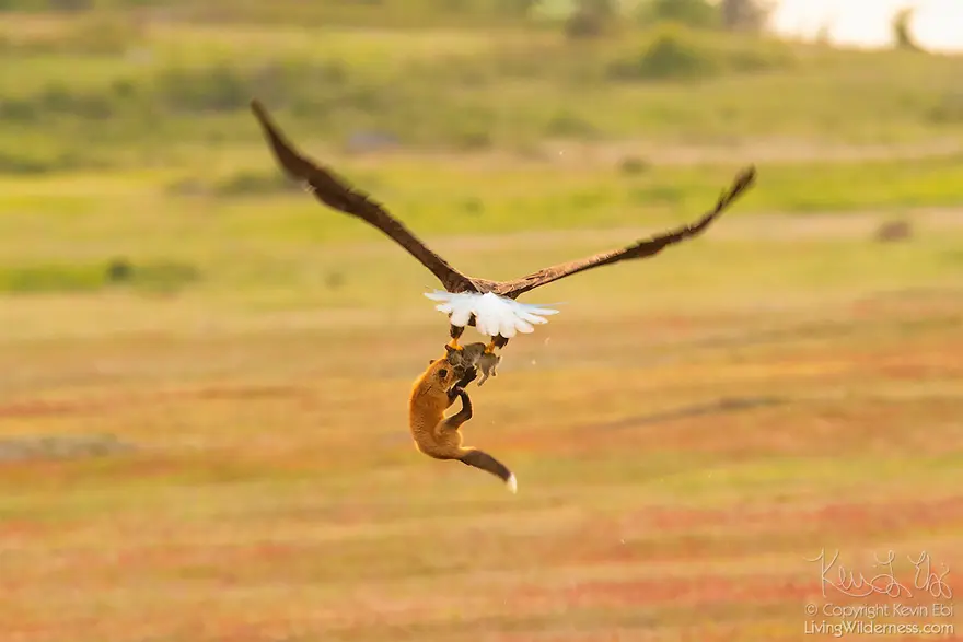 aquila di mare