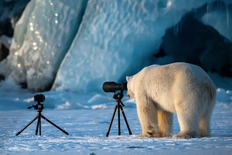 L'orso polare che vuole diventare un fotografo naturalista
