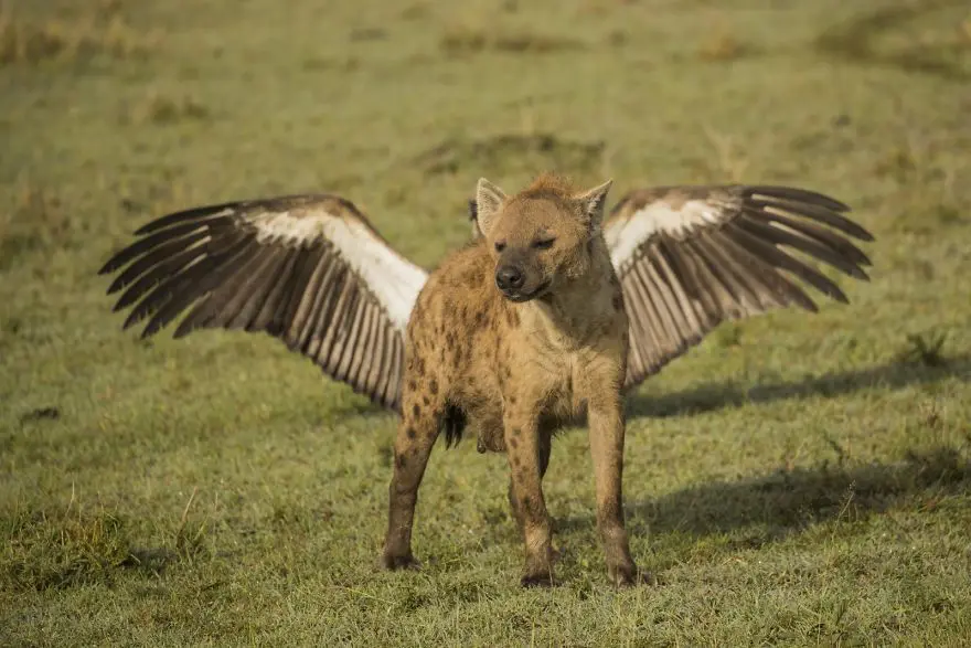 Comedy Wildlife Photography Awards