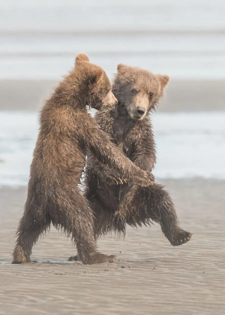 Comedy Wildlife Photography Awards