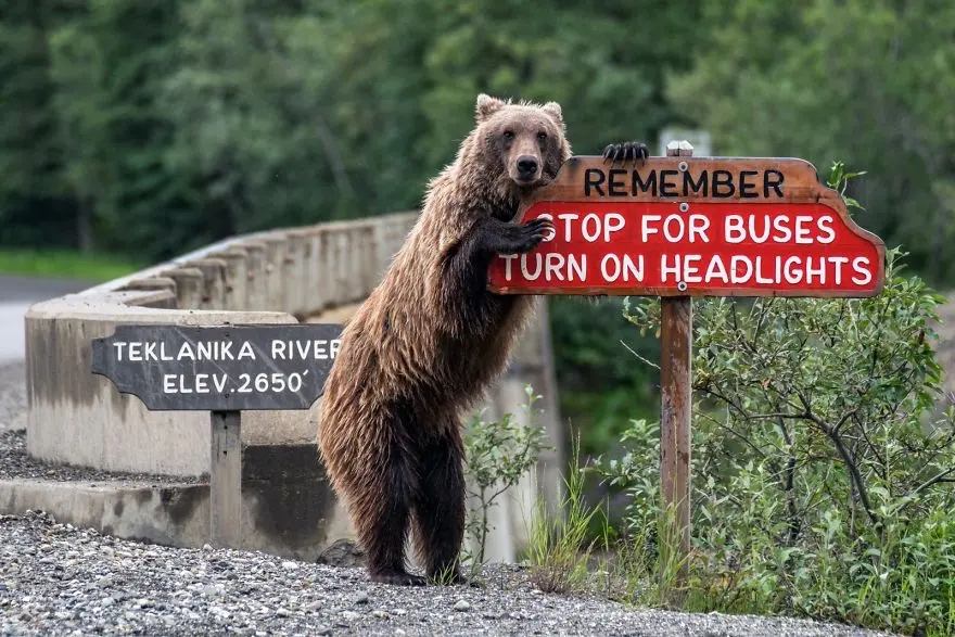 Comedy Wildlife Photography Awards