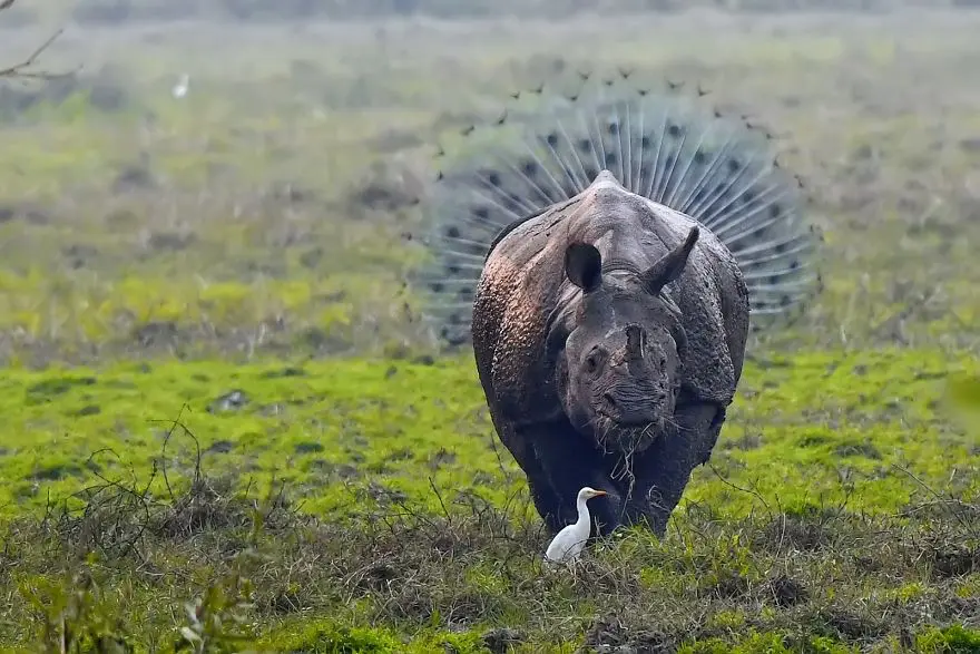 Comedy Wildlife Photography Awards