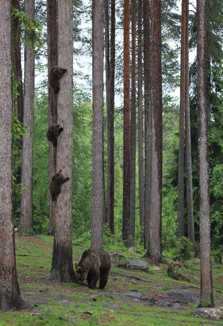 Comedy Wildlife Photography Awards