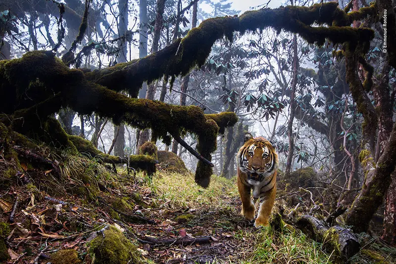 Wildlife photographer of the year 2018