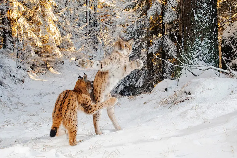 Wildlife photographer of the year 2018