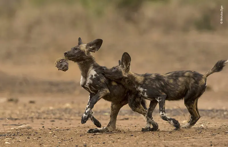 Wildlife photographer of the year 2018