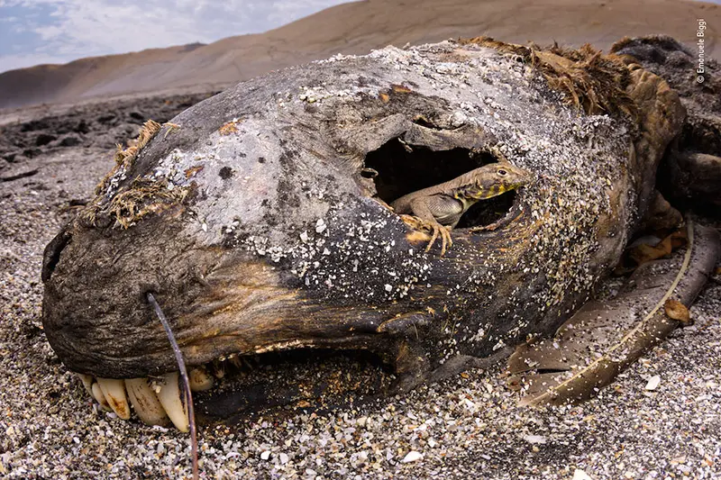 Wildlife photographer of the year 2018