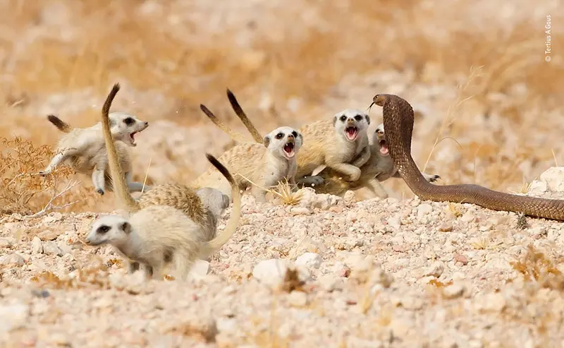 Wildlife photographer of the year 2018