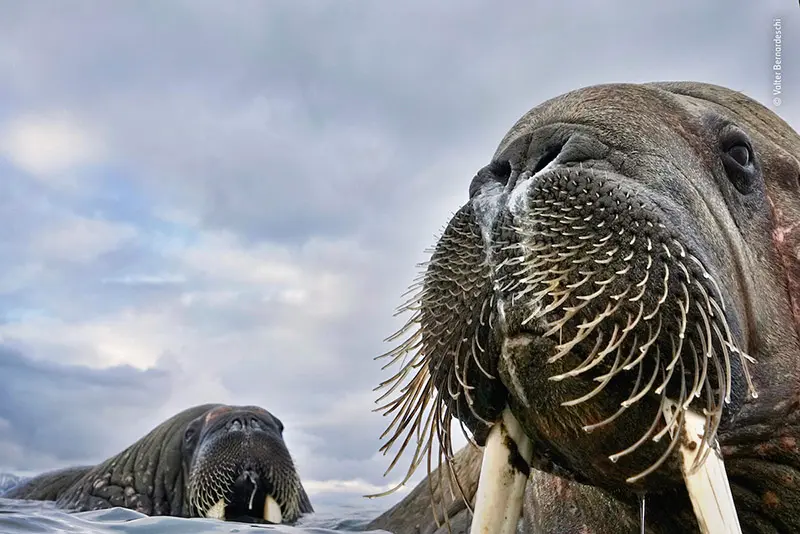 Wildlife photographer of the year 2018