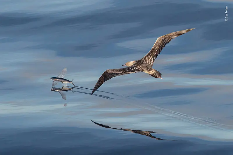 Wildlife photographer of the year 2018