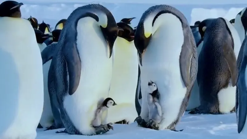 Troupe della BBC salva un gruppo di pinguini intrappolati violando ogni regola.