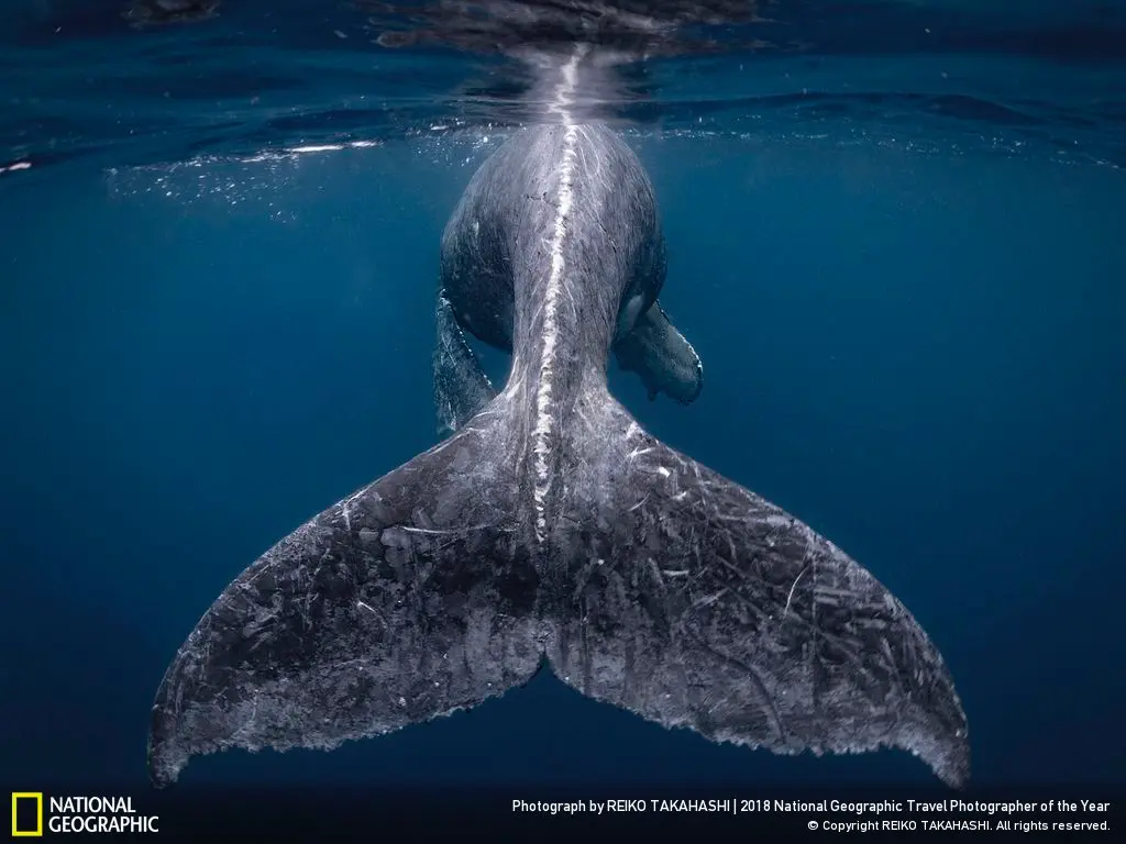 Al via il concorso National Geographic Travel Photographer 2019