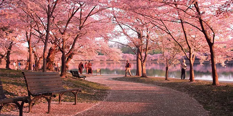 hanami